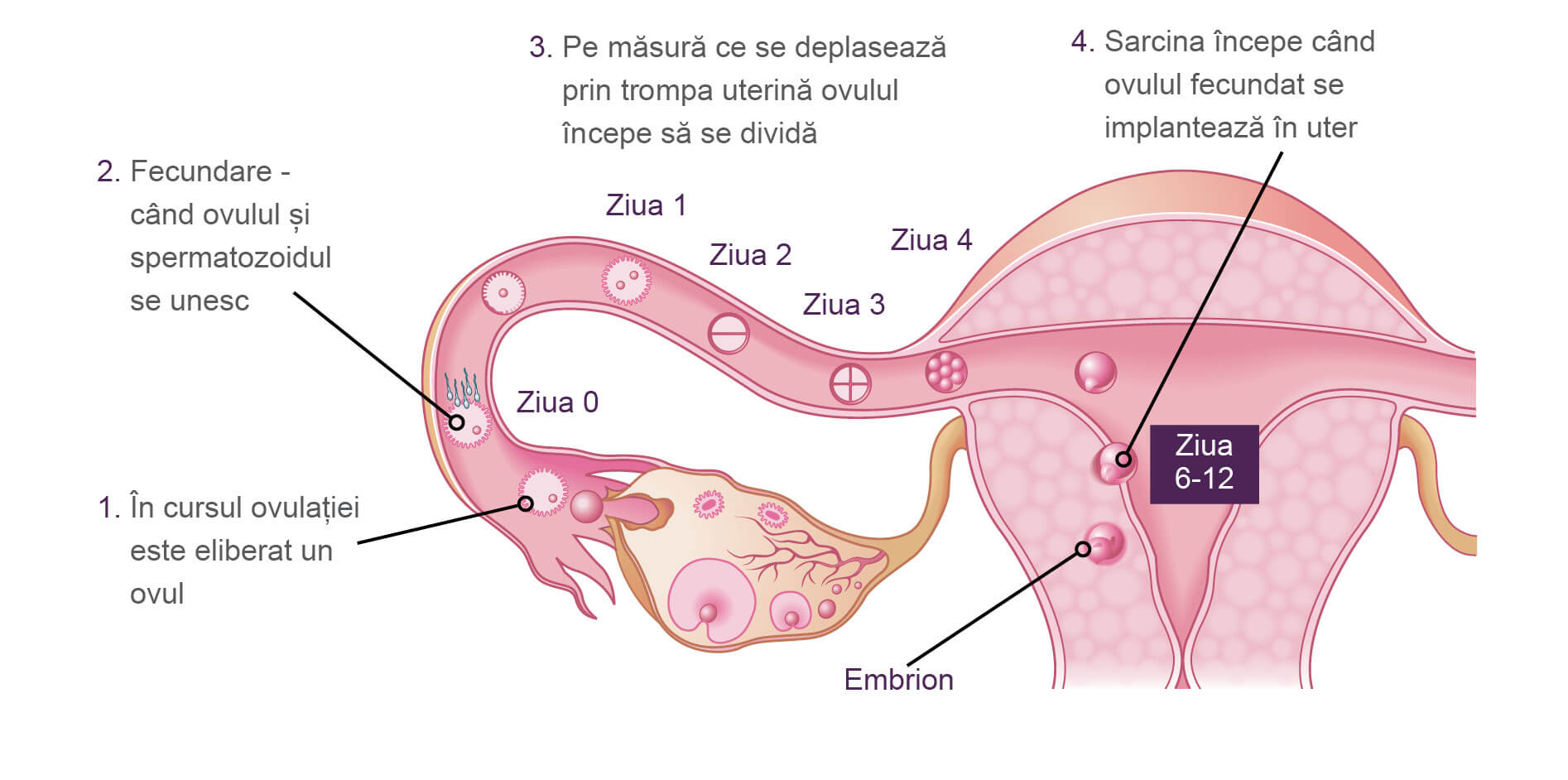 zile sarcina