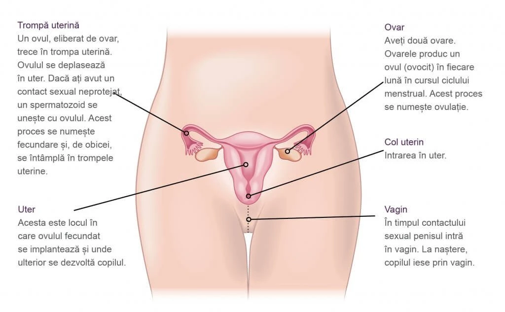 aparat genital feminin